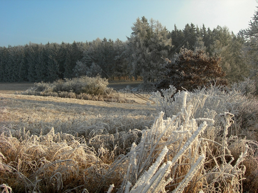 冬季风景季节季节性太阳冻结白色森林雪片松树草地场地图片