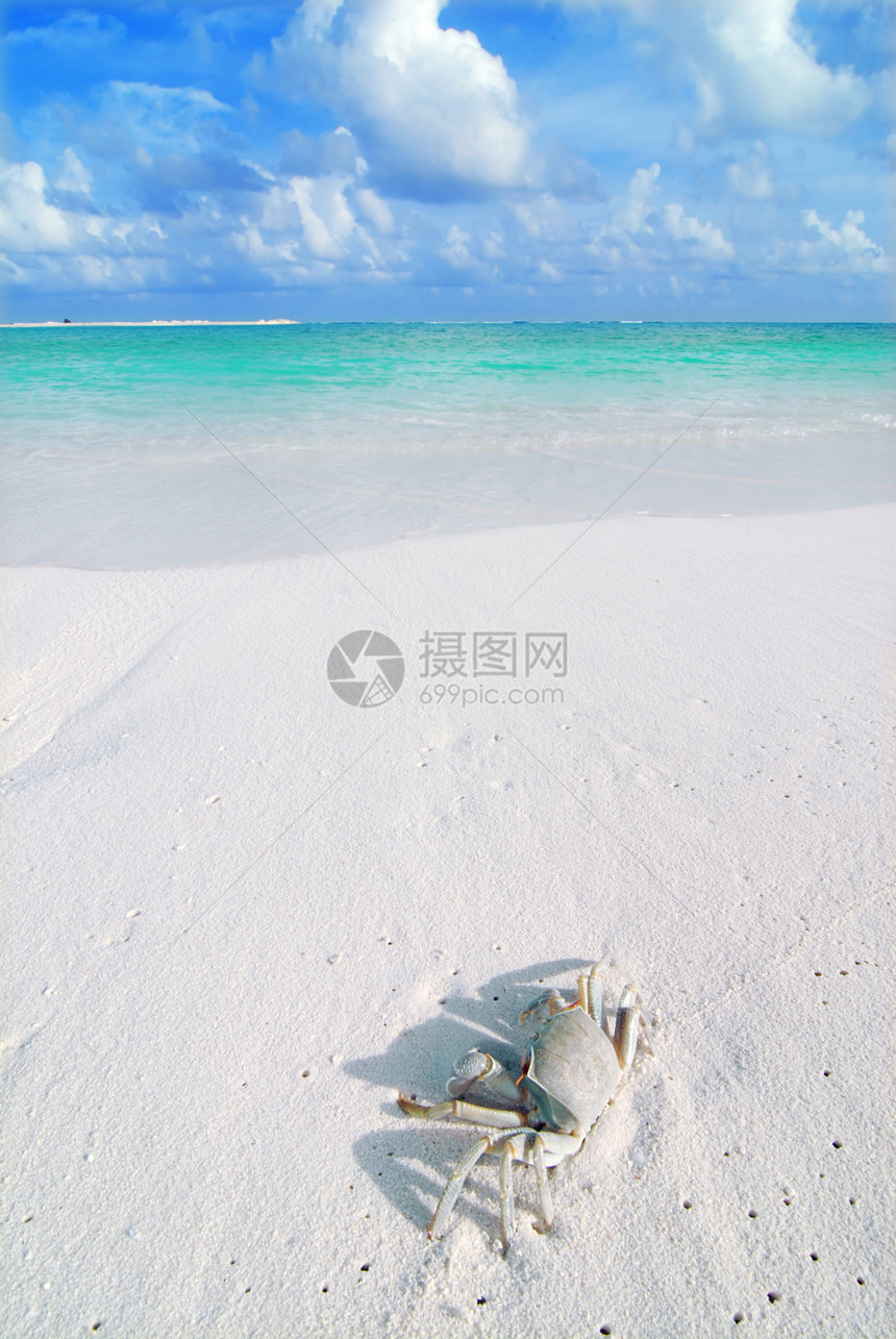 热带海滩上的螃蟹生物海岸栖息地旅游天空荒野野生动物生态环境动物图片