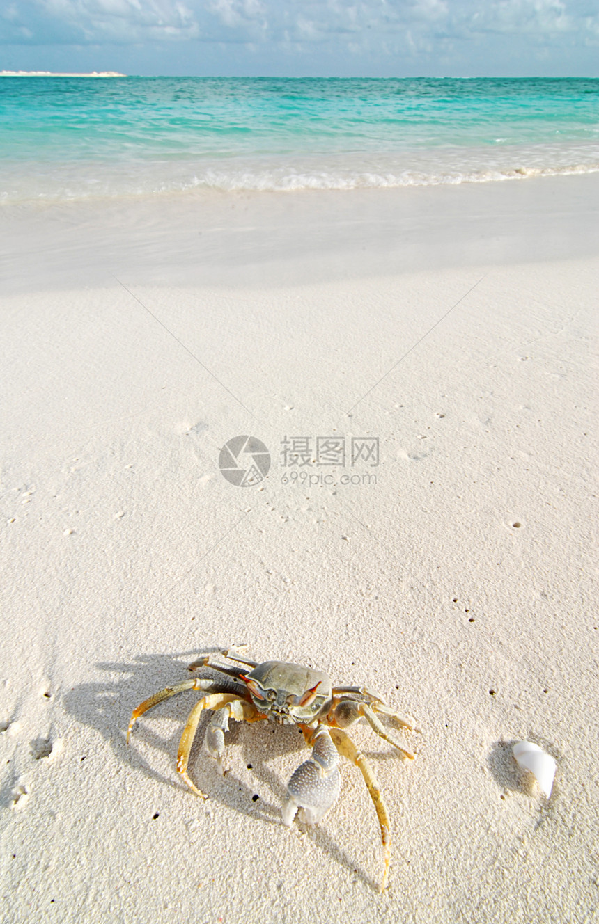 热带海滩上的螃蟹海岸环境生物旅游栖息地警报动物天空假期荒野图片