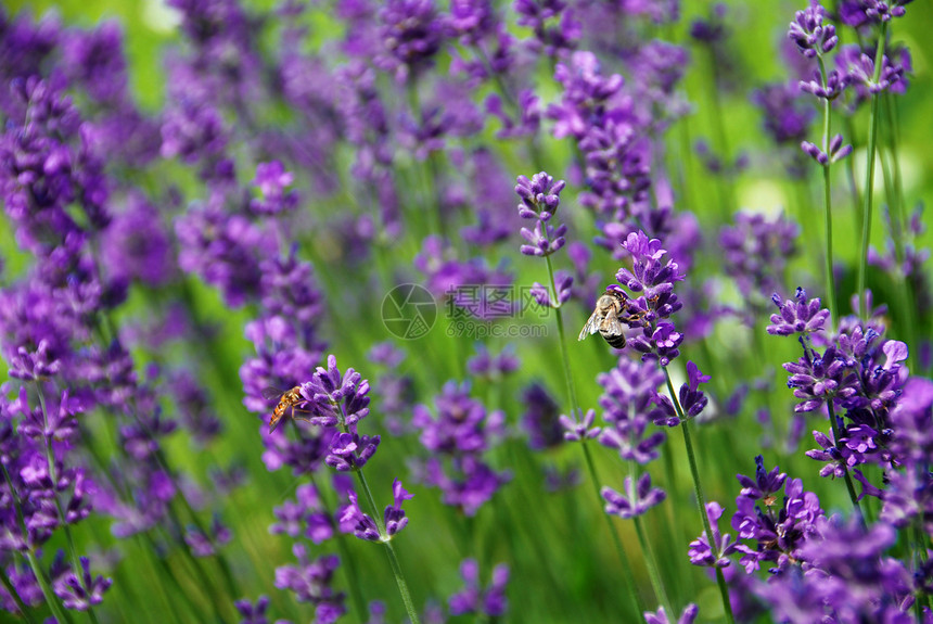食用盐蜜蜂花粉绿色昆虫紫色草本植物香水植物宏观香味图片