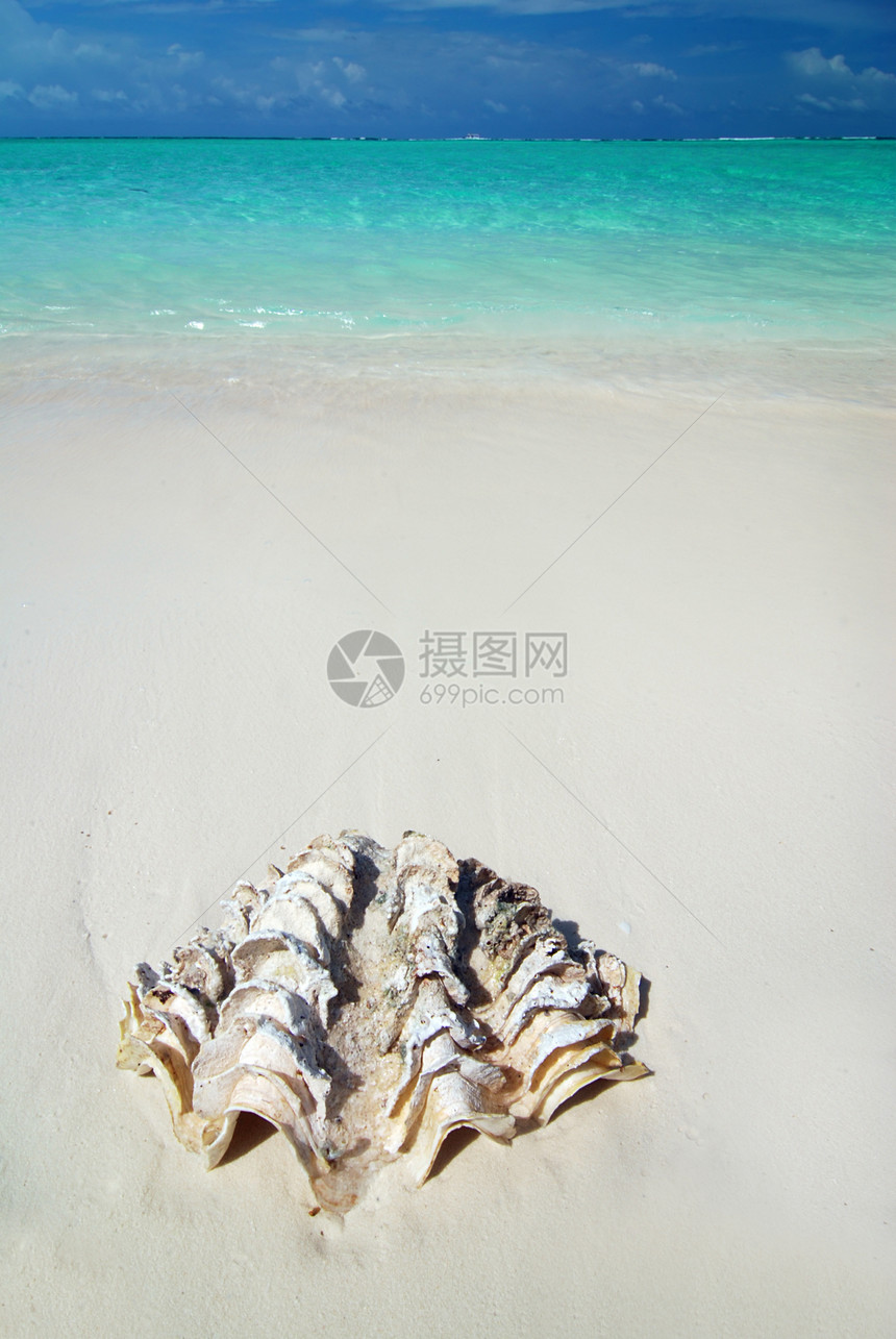 沙滩上的贝壳情调海浪热带旅行异国天堂海岸线支撑旅游海景图片