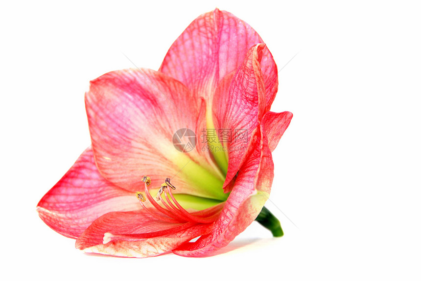 粉红氨酰胺花园礼物植物群植物学雌蕊植物白色盆栽异国兰花图片