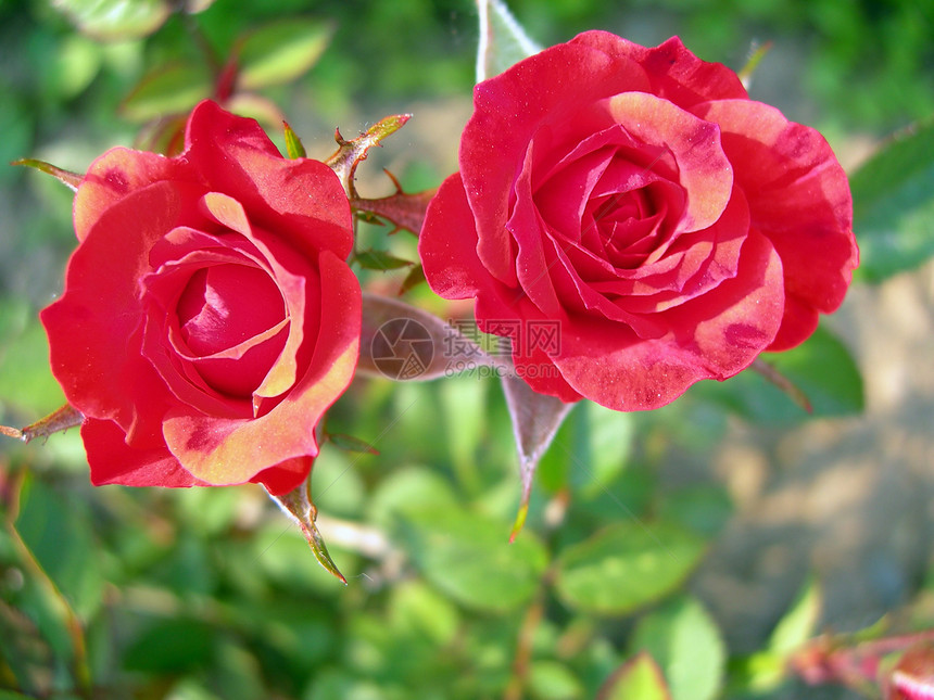 红玫瑰纪念日花束树叶宏观橙子花瓣卡片植物群植物生命图片