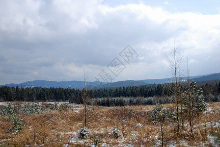 冬季风景雾凇森林松树白色太阳季节性草地树木雪片冻结背景图片