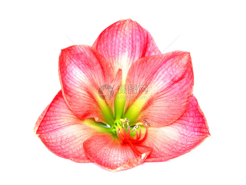 粉红氨酰胺生命花园礼物植物学兰花雌蕊情调热带花瓣植物群图片