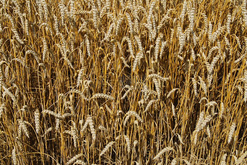 小麦收成农村植物种子烘烤大麦培育农田季节耳朵图片