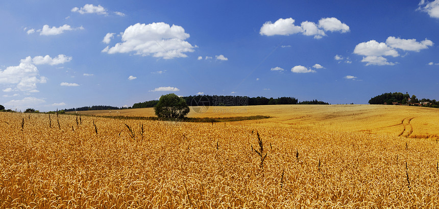 成熟小麦田农村小麦蓝色烘烤植物稻草金子面包种子环境图片