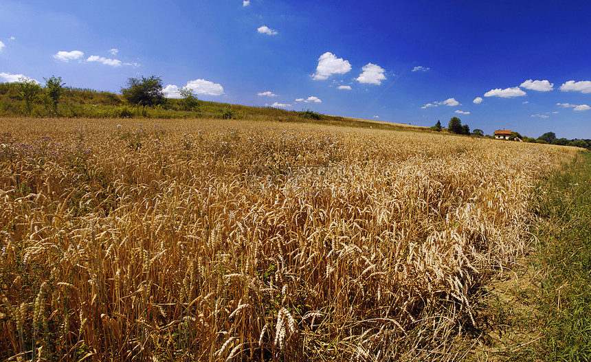 小麦田粮食晴天农村面包植物环境场地玉米季节稻草图片