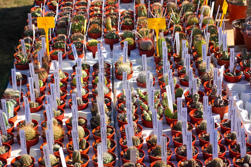 市场上的仙人掌工厂小锅叶子团体花盆花园植物群植物学沙漠多刺红色白色图片