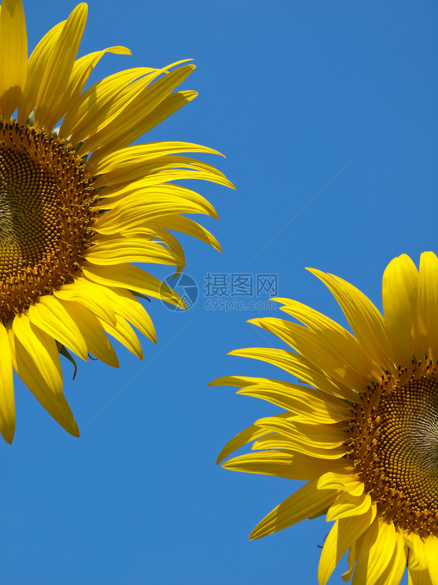 向日向幸福农场晴天团体花园园艺植物群花瓣花粉向日葵图片