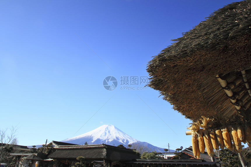 黄玉米和多福吉山农场玉米黄色叶子金子蔬菜玉米芯爆米花营养蓝天图片