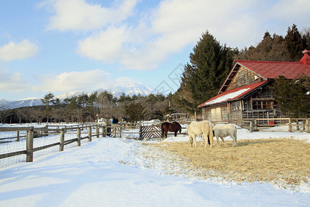 马和雪地东北农场高清图片
