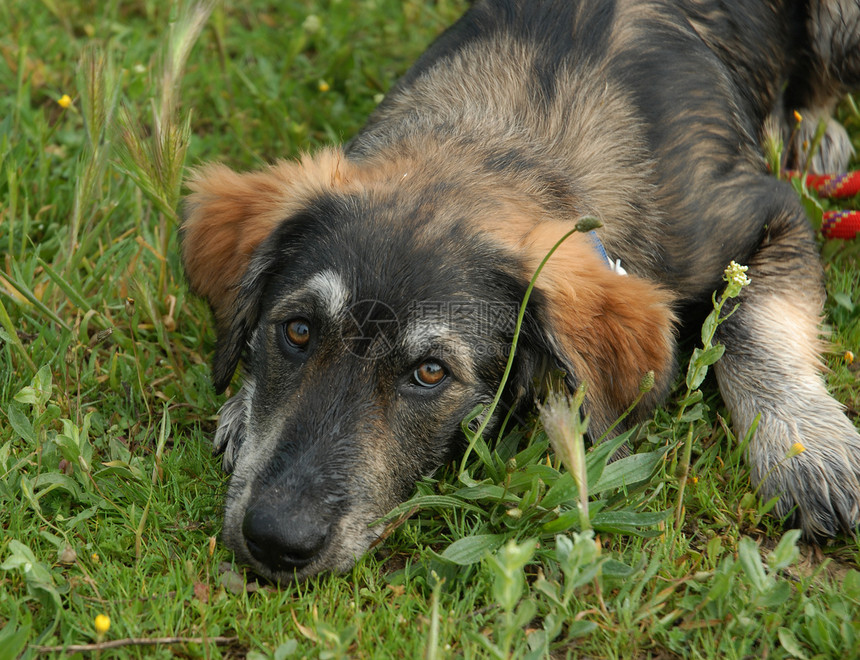 小小狗边框 collie黑色婴儿牧羊犬动物场地宠物犬类图片