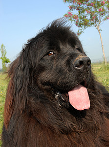 纽芬兰狗牧羊犬草地天空犬类场地宠物蓝色黑色背景