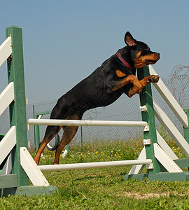 灵活地使用鼠鸟训练蓝色黑色跳跃犬类宠物运动竞赛纳犬天空背景图片