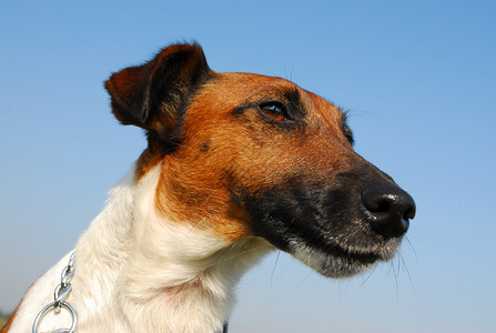 微型平滑狐梗光滑狐熊朋友猎犬天空动物鼻子家庭猎人打猎牙齿蓝色背景