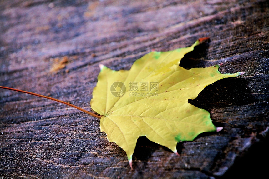 落在树切上的黄绿叶框架静脉树叶黄色季节性棕色植物学叶子植物橙子图片
