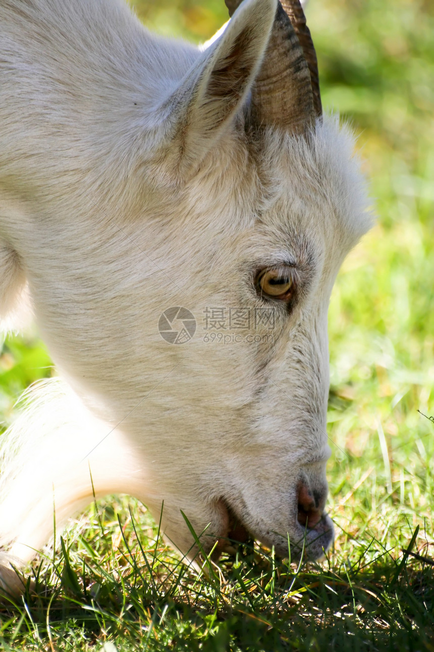 山羊吃草牧场绿色脖子肖像牛角农场胡子草地场地家畜图片