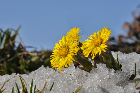 款冬下雪时的科尔茨脚法法票价黄色天堂阳光花朵太阳蓝色植物花瓣背景