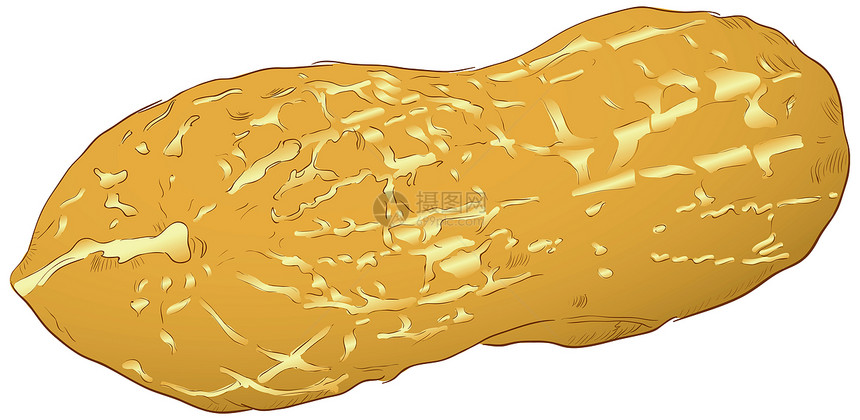 花生数字贝壳食物插图棕色坚果绘画图片