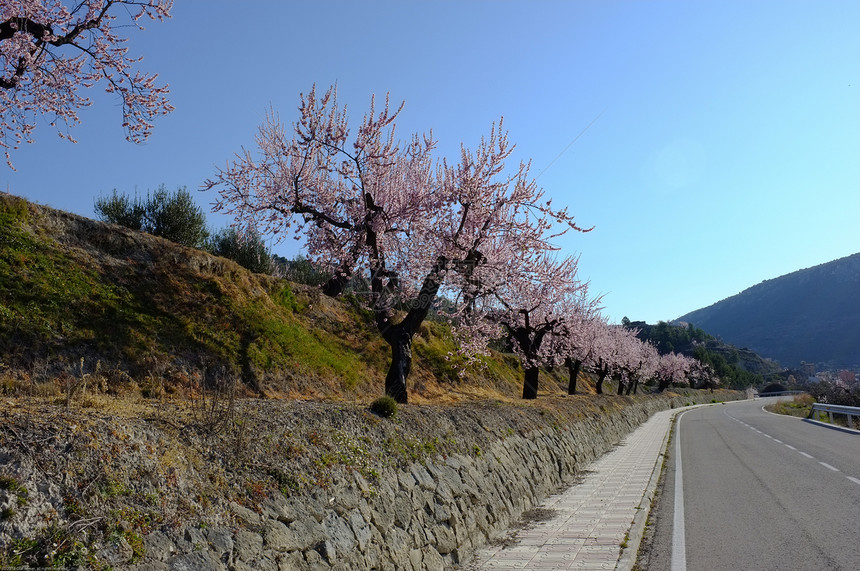 春季路种植园阳光乡村车道晴天花朵水平农村树林孤独图片