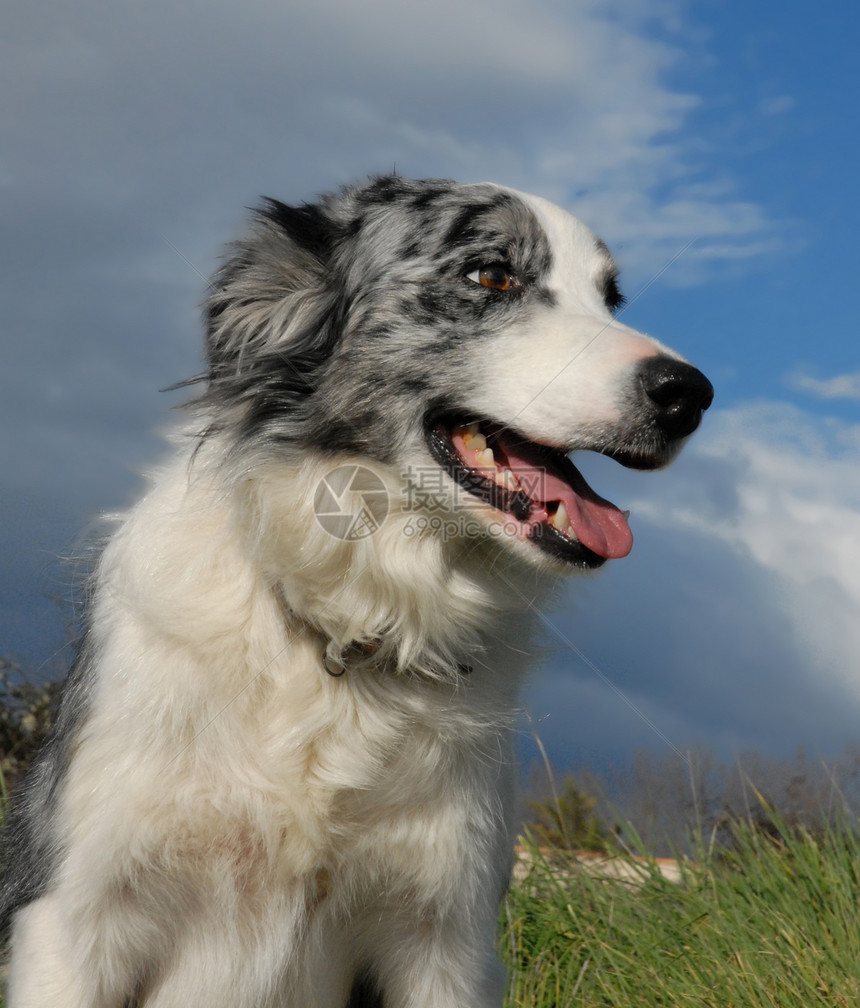 边边框collie宠物牧羊犬场地犬类动物天空图片