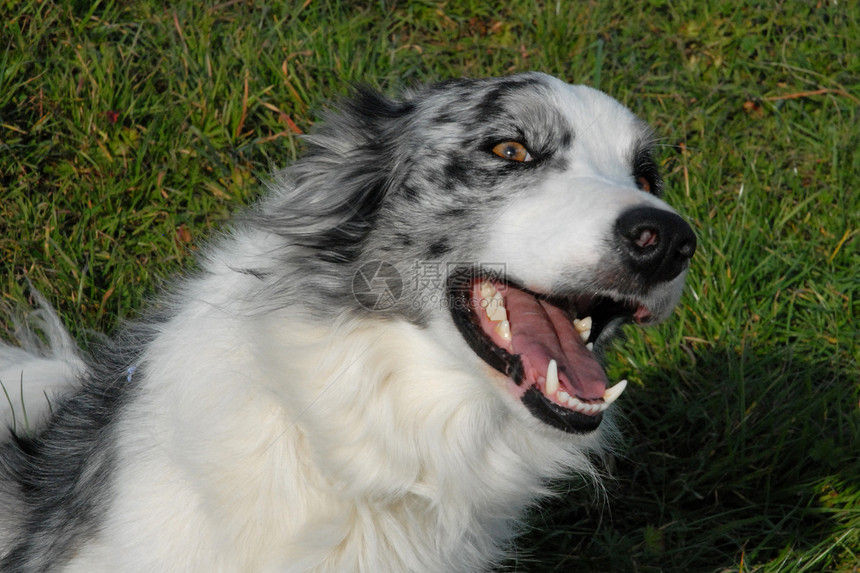 边边框collie犬类动物场地牧羊犬宠物天空图片