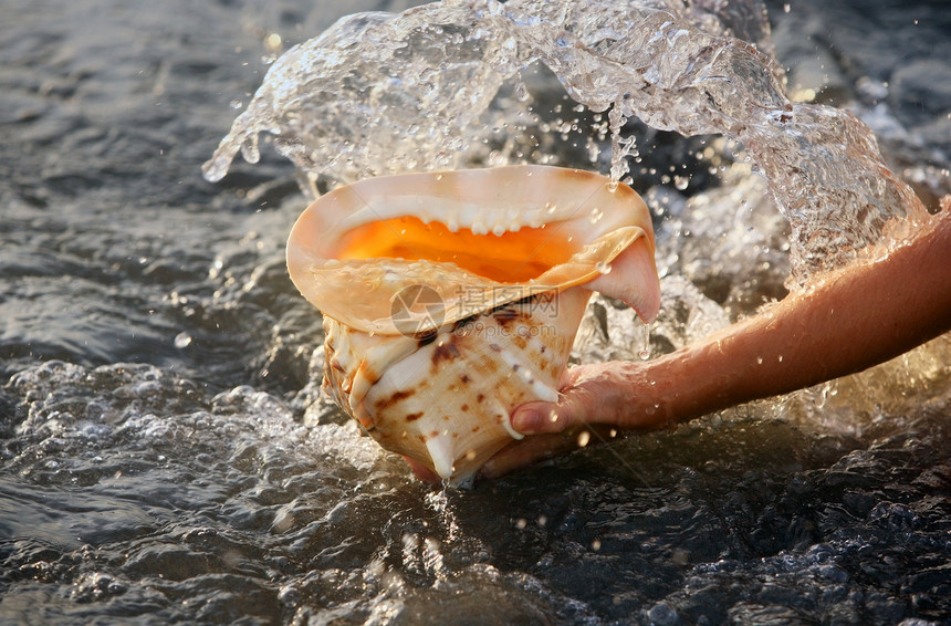 海螺贝壳旅行海岸海螺水平假期海洋支撑日落生活蓝色图片