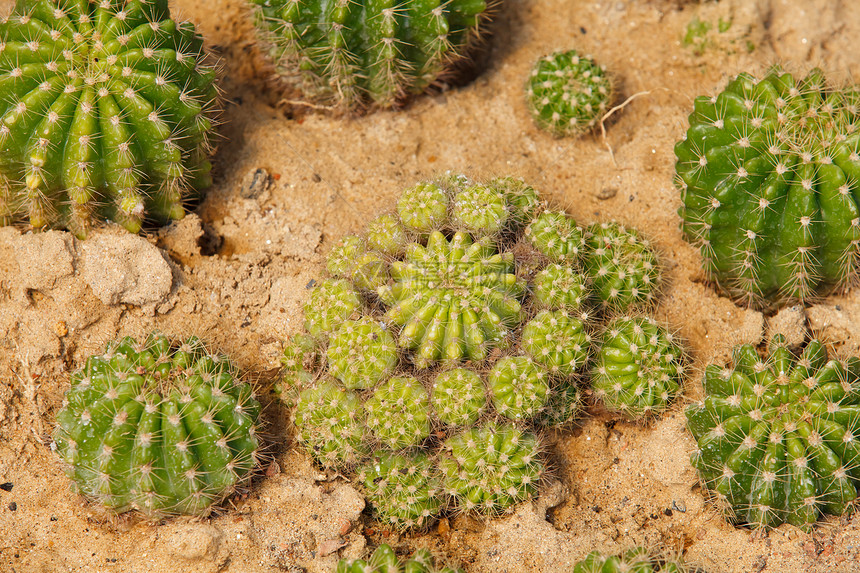 仙人掌生长详情贴纸植物学水果植被生态干旱食物生物学植物沙漠图片