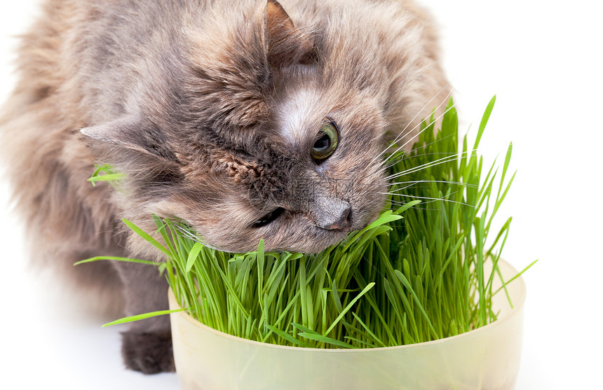 一只吃新鲜青草的宠猫维生素白色舌头食物胡须草地绿色享受灰色宠物图片