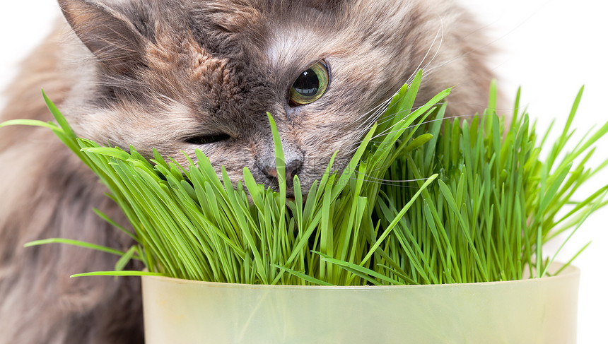 一只吃新鲜青草的宠猫绿色宠物毛皮胡须舌头白色灰色食物草地享受图片