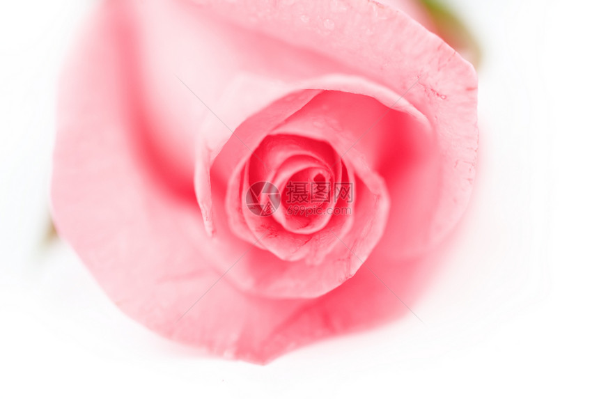 玫瑰花瓣粉色植物约会飞沫美丽卡片白色宏观图片