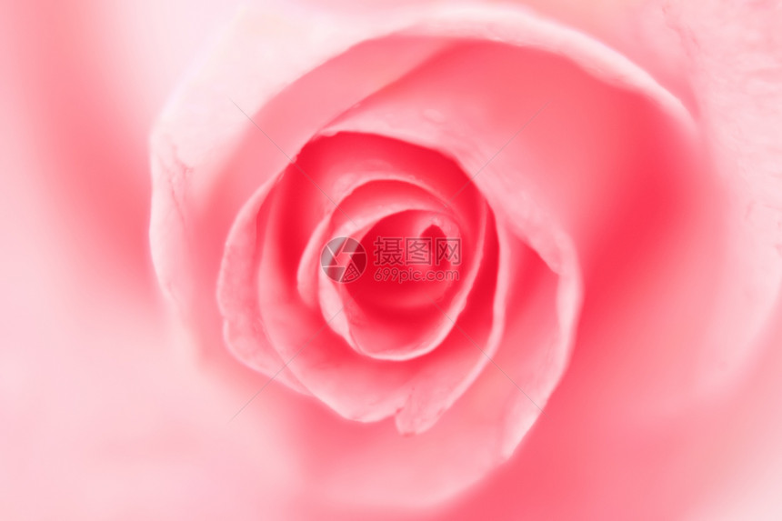 玫瑰卡片粉色约会飞沫宏观花瓣美丽植物图片