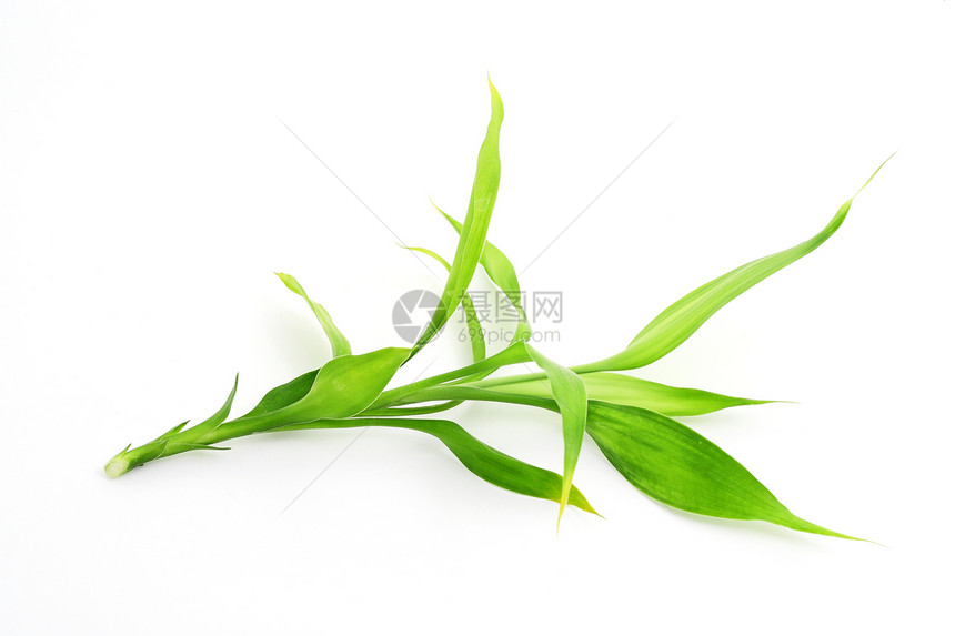 绿竹植物活力竹子白色叶子枝条宏观图片