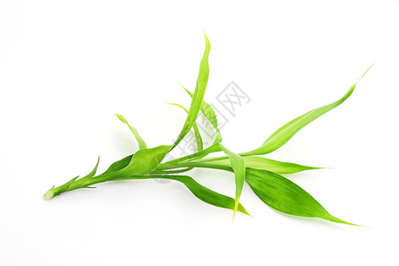绿竹植物活力竹子白色叶子枝条宏观背景图片