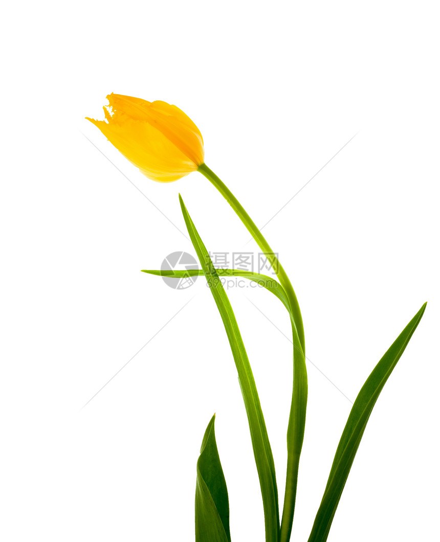 黄色郁金香绿色植物白色花瓣图片