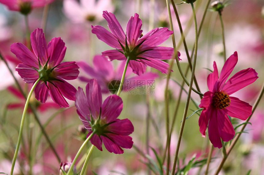 红花花植物季节花园图片