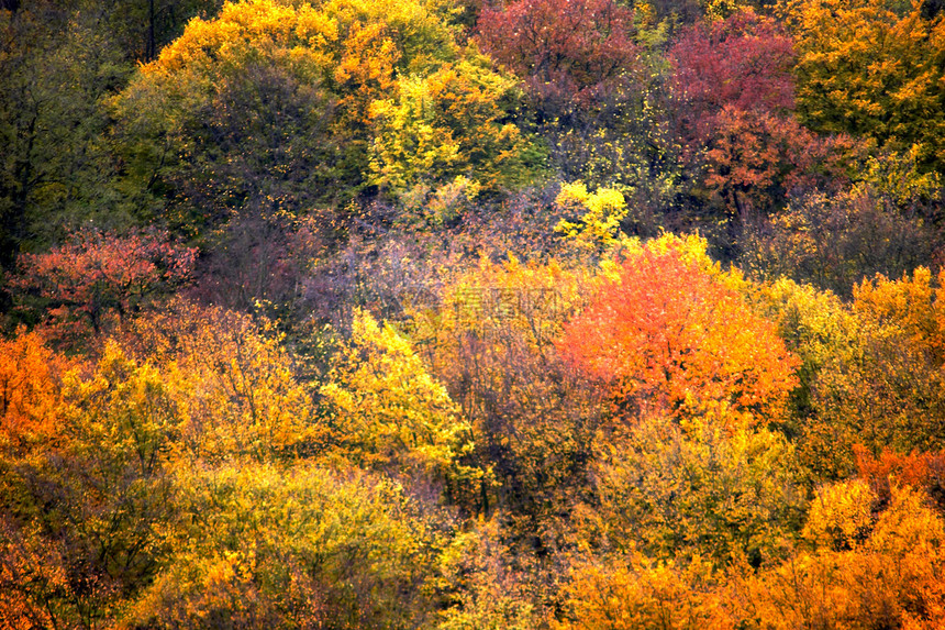 秋季背景黄色橙子季节天气绿色木头森林红色金子花园图片