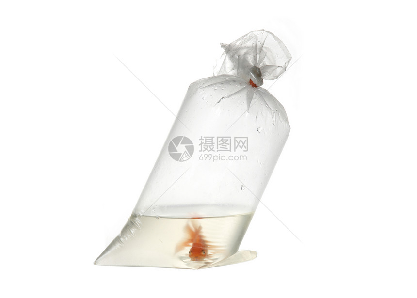 包装金鱼生态橙子液体勇气动物塑料愤怒水族馆玻璃冒险图片