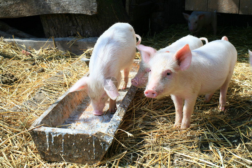 小猪农场食物好奇心家畜生活闲事哺乳动物乡村鼻子幽默图片
