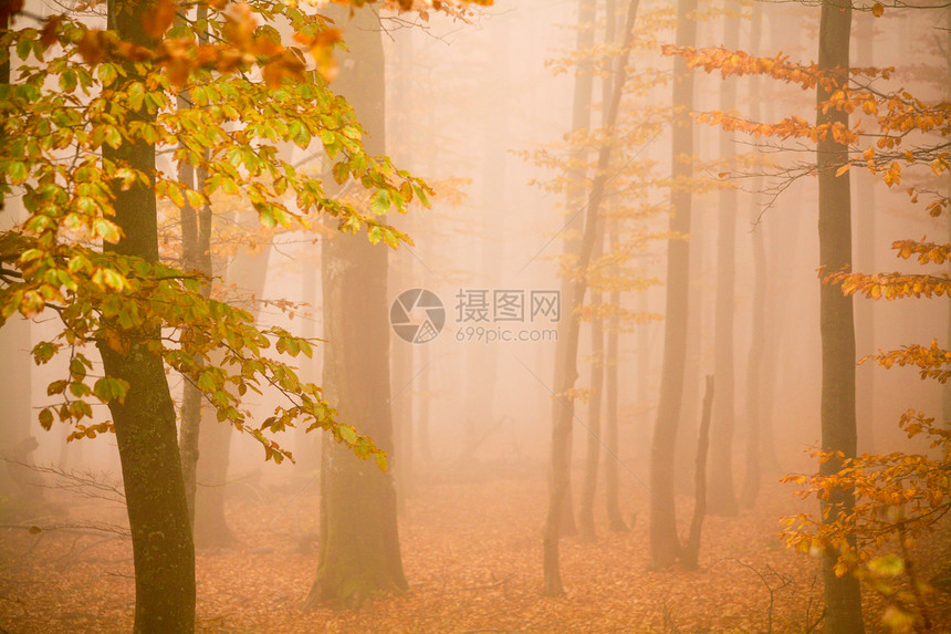 迷雾森林山毛榉落叶公园场景黄色橙子叶子薄雾植物图片