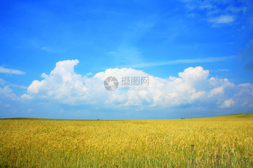 夏季夏月阳光食物乡村蓝色植物生长地平线金子谷物小麦图片