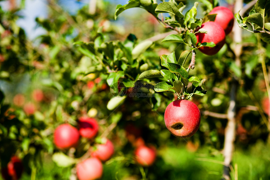 提取苹果水果生长叶子植物茶点蔬菜农场红色食物果园图片