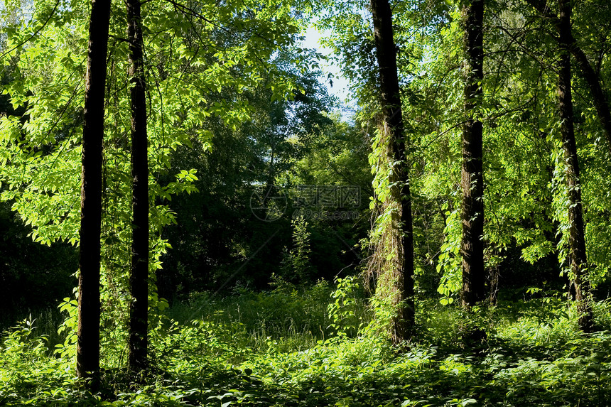 绿林木头季节绿色森林植物树木牧歌场景冥想生态图片