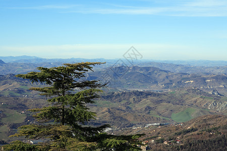 山边的松树天空全景乡村枞树山腰背景图片