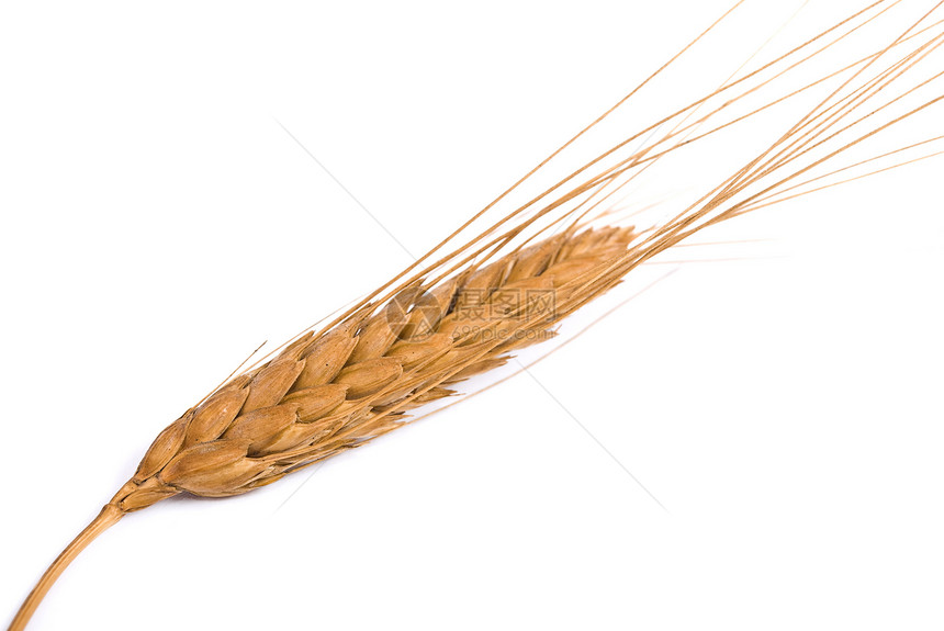 小麦耳朵面包农业玉米培育种子宏观农民乡村食物场地图片