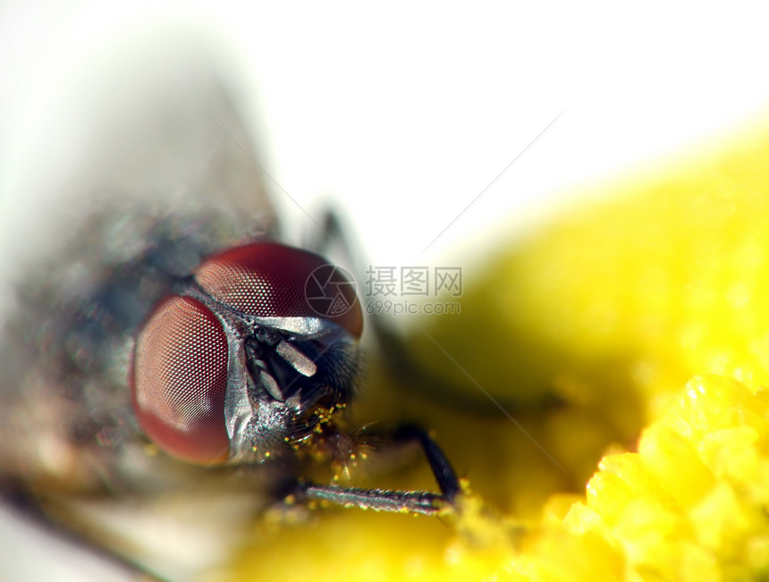 飞在花朵上花粉黄色植物生物学宏观昆虫花园向日葵翅膀图片