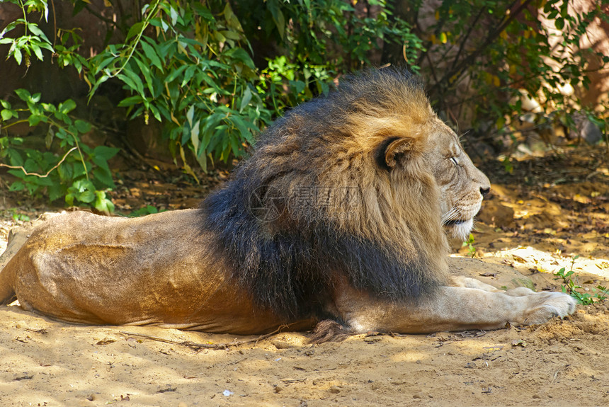 狮子雄狮危险说谎生物国王男性地面哺乳动物鬃毛毛皮动物图片