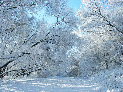 西伯利亚冬季背景图片