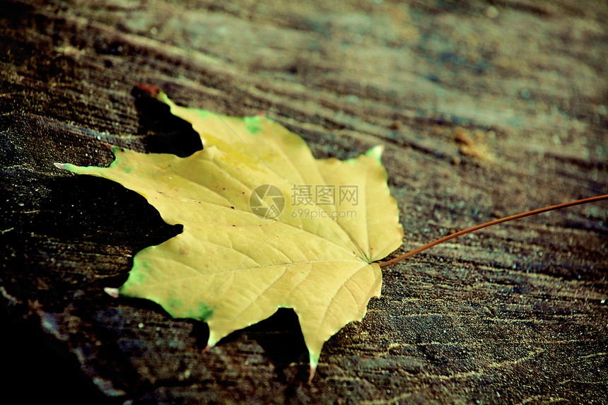 落在树切上的黄绿叶静脉植物植物学棕色黄色框架树木季节环境树叶图片